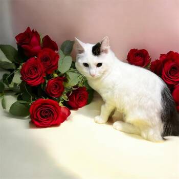 Cymric Cats Available for Adoption in North Bergen, New Jersey - Lukas | PetCurious