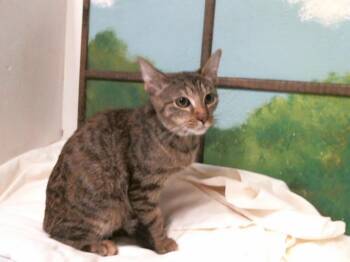 MABEL -  Domestic Short Hair Cat for Adoption in Houston, Texas - MABEL | PetCurious