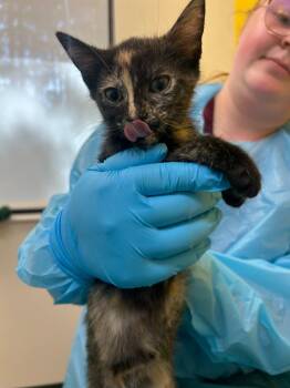 Sushi -  Domestic Short Hair Cat for Adoption in Raleigh, North Carolina - Sushi | PetCurious