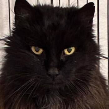Thea -  Maine Coon and Domestic Long Hair Cat for Adoption in Jurupa Valley, California - Thea | PetCurious