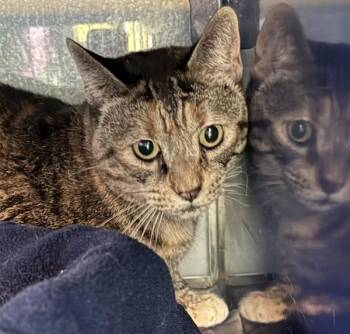 Marnie -  Domestic Short Hair Cat for Adoption in Golden, Colorado - Marnie | PetCurious