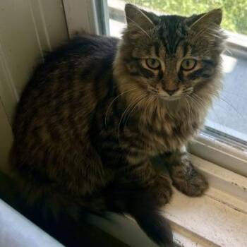 Merritt -  Domestic Medium Hair and Domestic Short Hair Cat for Adoption in East Montpelier, Vermont - Merritt | PetCurious