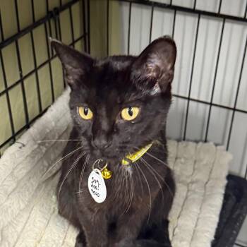 Whitney -  Domestic Short Hair Cat for Adoption in Normal, Illinois - Whitney | PetCurious