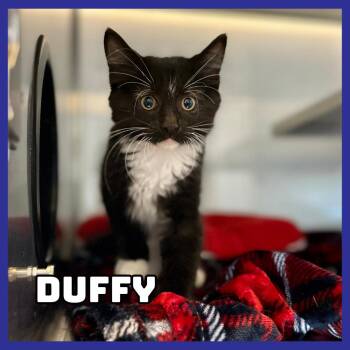 Duffy -  Domestic Medium Hair Cat for Adoption in Glenwood, Minnesota - Duffy | PetCurious