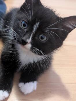 Rescue Domestic Short Hair Cats for Adoption in Courtenay, British Columbia - Wendell | PetCurious