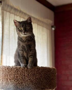 Rescue Domestic Short Hair Cats for Adoption in Campbellsville, Kentucky - Honey | PetCurious