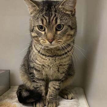 Rescue Domestic Short Hair Cats for Adoption in Harrisonburg, Virginia - 69513 | PetCurious