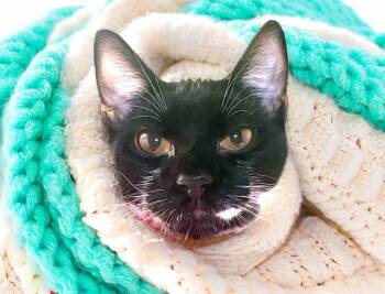 MOUSSE -  Domestic Short Hair Cat for Adoption in Fort Lauderdale, Florida - MOUSSE | PetCurious