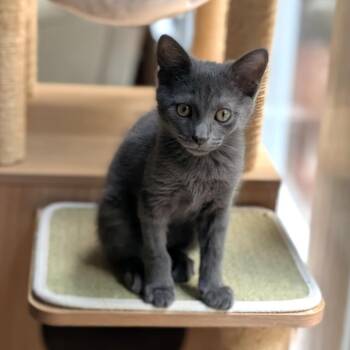 Macaroon26 -  Domestic Short Hair Cat for Adoption in Youngsville, North Carolina - Macaroon26 | PetCurious