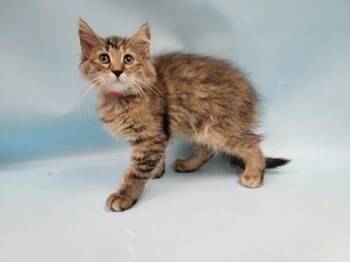 Princess -  Domestic Medium Hair and Domestic Short Hair Cat for Adoption in Minneapolis, Minnesota - Princess | PetCurious