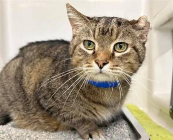Domestic Medium Hair Cats Available for Adoption in Brentwood, Missouri - BUDDY | PetCurious