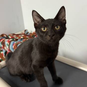 Rescue Domestic Short Hair Cats for Adoption in South Elgin, Illinois - George | PetCurious