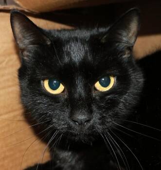 Eclipse -  Domestic Short Hair Cat for Adoption in Cincinnati, Ohio - Eclipse | PetCurious