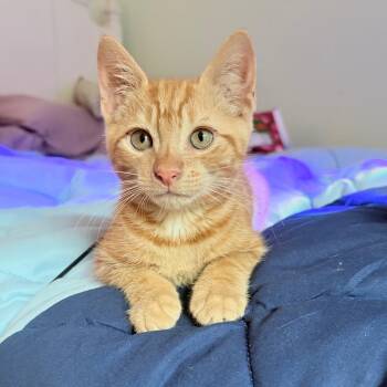 Shem -  Domestic Short Hair Cat for Adoption in Roswell, Georgia - Shem | PetCurious