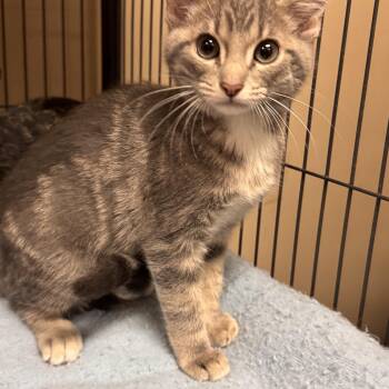 Domestic Short Hair Cats Available for Adoption in Logan, Ohio - Azalea | PetCurious