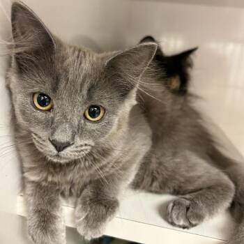 Meenie -  Domestic Long Hair Cat for Adoption in Redwood City, California - Meenie | PetCurious