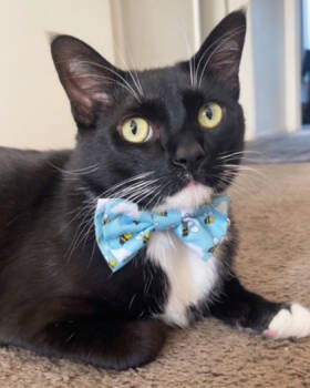 Rescue Domestic Short Hair Cats for Adoption in Encinitas, California - Figgy | PetCurious