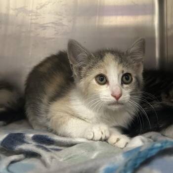 Shake -  Domestic Medium Hair Cat Available for Adoption in Charleston, West Virginia - Shake | PetCurious
