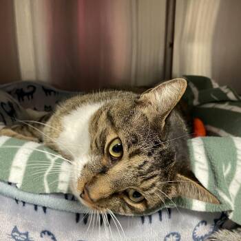 Dixon -  American Shorthair Cat for Adoption in North Kingstown, Rhode Island - Dixon | PetCurious