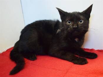MARLA -  Domestic Short Hair Cat for Adoption in Sacramento, California - MARLA | PetCurious