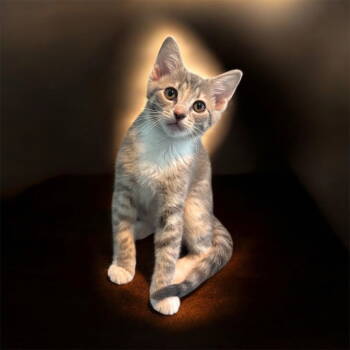 Rescue Tabby and Domestic Short Hair Cats for Adoption in Garner, North Carolina - Peeps | PetCurious