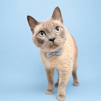 Uranus -  Domestic Short Hair Cat for Adoption in Binghamton, New York - Uranus | PetCurious