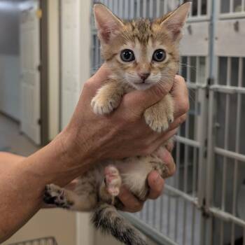 Domestic Short Hair and Extra Toes Cat Hemingway Polydactyl Cats Available for Adoption in Buchanan Dam, Texas - Mars | PetCurious