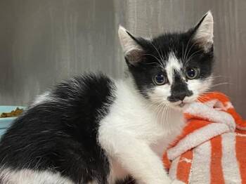Domestic Short Hair Cats Available for Adoption in Tustin, California - MERMAID MAN | PetCurious