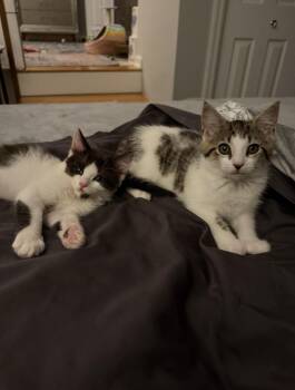 Niko & Zina -  Domestic Short Hair Cat for Adoption in Stamford, Connecticut - Niko & Zina | PetCurious