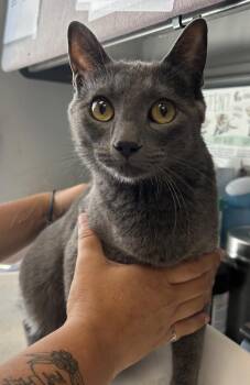*Ursa* -  Domestic Short Hair Cat for Adoption in Salt Lake City, Utah - *Ursa* | PetCurious