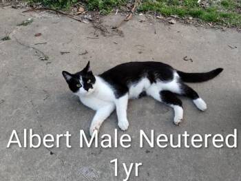 Domestic Short Hair Cats Available for Adoption - Albert | PetCurious