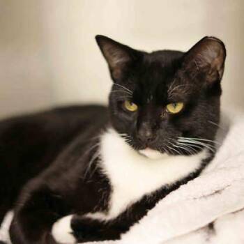 Tiny -  Domestic Short Hair Cat for Adoption in Atlanta, Georgia - Tiny | PetCurious