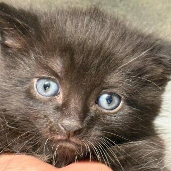 Domestic Short Hair Cats Available for Adoption - Blackberry 2 | PetCurious