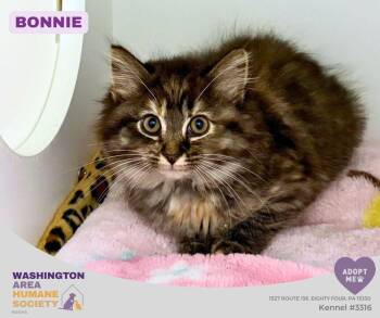 Bonnie -  Domestic Long Hair Cat for Adoption in Eighty Four, Pennsylvania - Bonnie | PetCurious