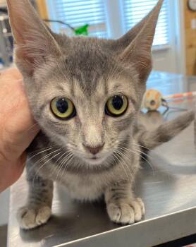 Joker -  Domestic Short Hair Cat for Adoption in Cumming, Georgia - Joker | PetCurious
