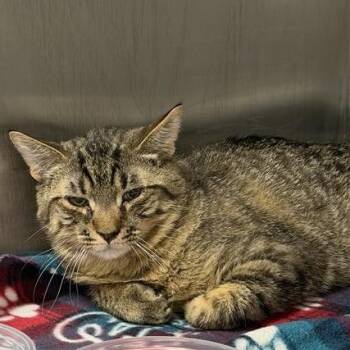 Domestic Short Hair Cats Available for Adoption in Salt Lake City, Utah - Scotch | PetCurious