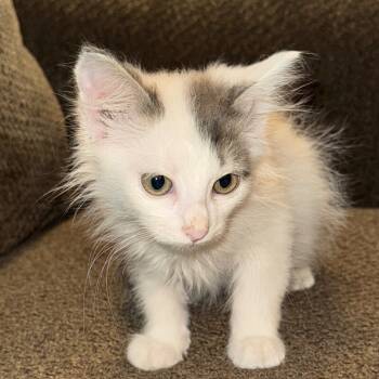 Rescue Domestic Medium Hair Cats for Adoption in Lawton, Oklahoma - ZERO SKELLINGTON | PetCurious