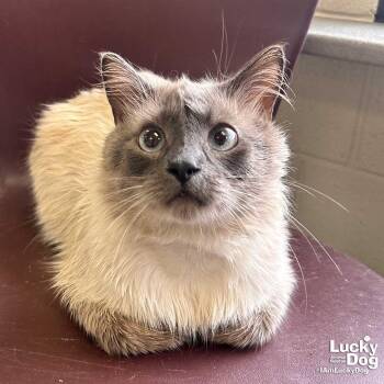Domestic Long Hair and Siamese Cats Available for Adoption in Washington, District Of Columbia - Bing Bing | PetCurious