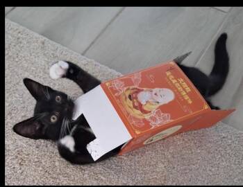 Ayla & Hunter - LOCATED IN NE WITH A FOSTER -  Domestic Short Hair Cat for Adoption in Boca Raton, Florida - Ayla & Hunter - LOCATED IN NE WITH A FOSTER | PetCurious