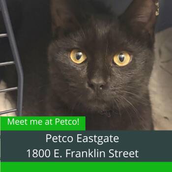 Domestic Short Hair Cats Available for Adoption in Durham, North Carolina - Twinkle | PetCurious