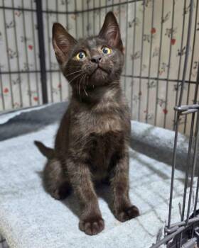 Domestic Short Hair Cats Available for Adoption in Novato, California - McQueen | PetCurious