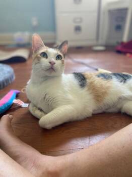 Clementine -  Calico and Domestic Short Hair Cat for Adoption in Pasadena, California - Clementine | PetCurious