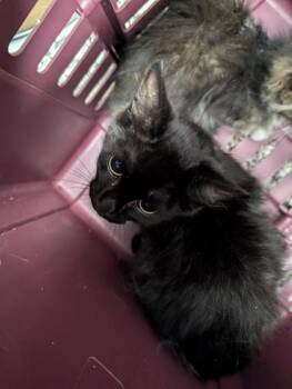 Clyde -  Domestic Medium Hair and Domestic Short Hair Cat for Adoption in West Chester, Pennsylvania - Clyde | PetCurious