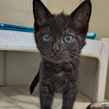 Roxy -  Domestic Short Hair Cat for Adoption in Saint Marys, Pennsylvania - Roxy | PetCurious