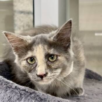 Rescue Domestic Medium Hair Cats for Adoption in Donalsonville, Georgia - Lynt | PetCurious