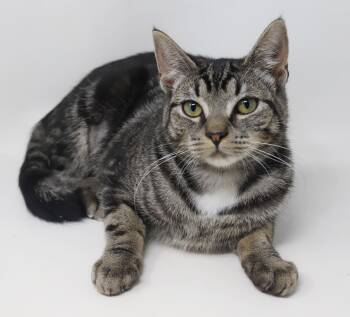 Rescue Bengal and Tabby Cats for Adoption in Bedford Hills, New York - Lucy Is An EXOTIC Baby LOVER! She Will Make U The Luckiest BFF!! | PetCurious