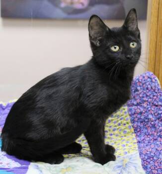 Domestic Short Hair Cats Available for Adoption in Portage, Wisconsin - Shoestring | PetCurious