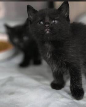 Bombay and Domestic Short Hair Cats Available for Adoption in Orland Park, Illinois - Kiwi & Strawberry (BONDED SISTERS) | PetCurious