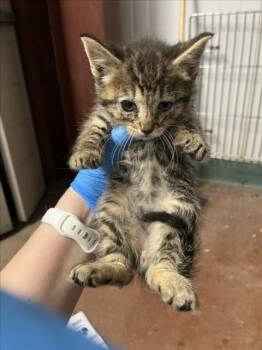 *CLOVE -  Domestic Short Hair Cat Available for Adoption in Woodland, California - *CLOVE | PetCurious