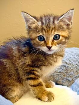 Brookie -  Domestic Short Hair Cat Available for Adoption in Salinas, California - Brookie | PetCurious